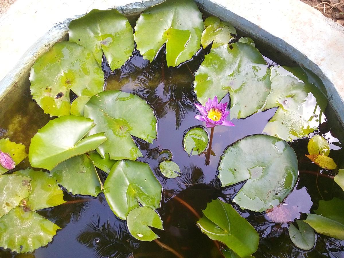Sigiriya Nature Villa Lodge エクステリア 写真