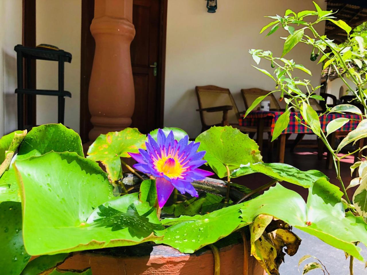 Sigiriya Nature Villa Lodge エクステリア 写真