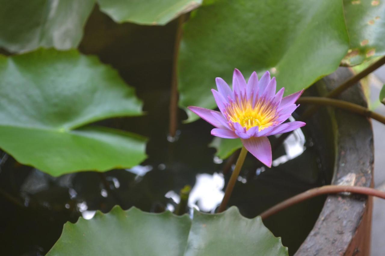 Sigiriya Nature Villa Lodge エクステリア 写真